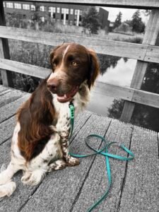 Fritz met pvc coated webbing hondenlijn 3 meter