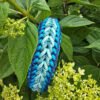 paracord halsbanden en hondenlijnen zelf samenstellen palm beach