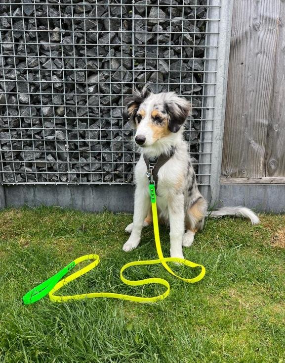 Australische herder met halsband en neongele lijn op grasveld