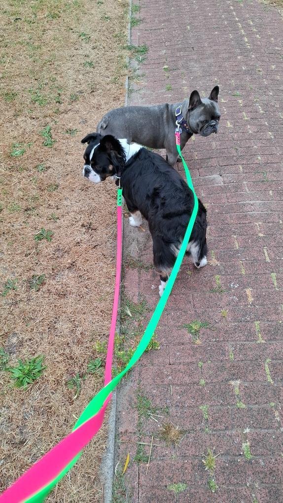 frenchies franse bulldog met neon lijnen