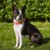 boston terrier met halsband waterwave