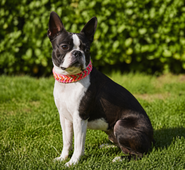 boston terrier met halsband waterwave