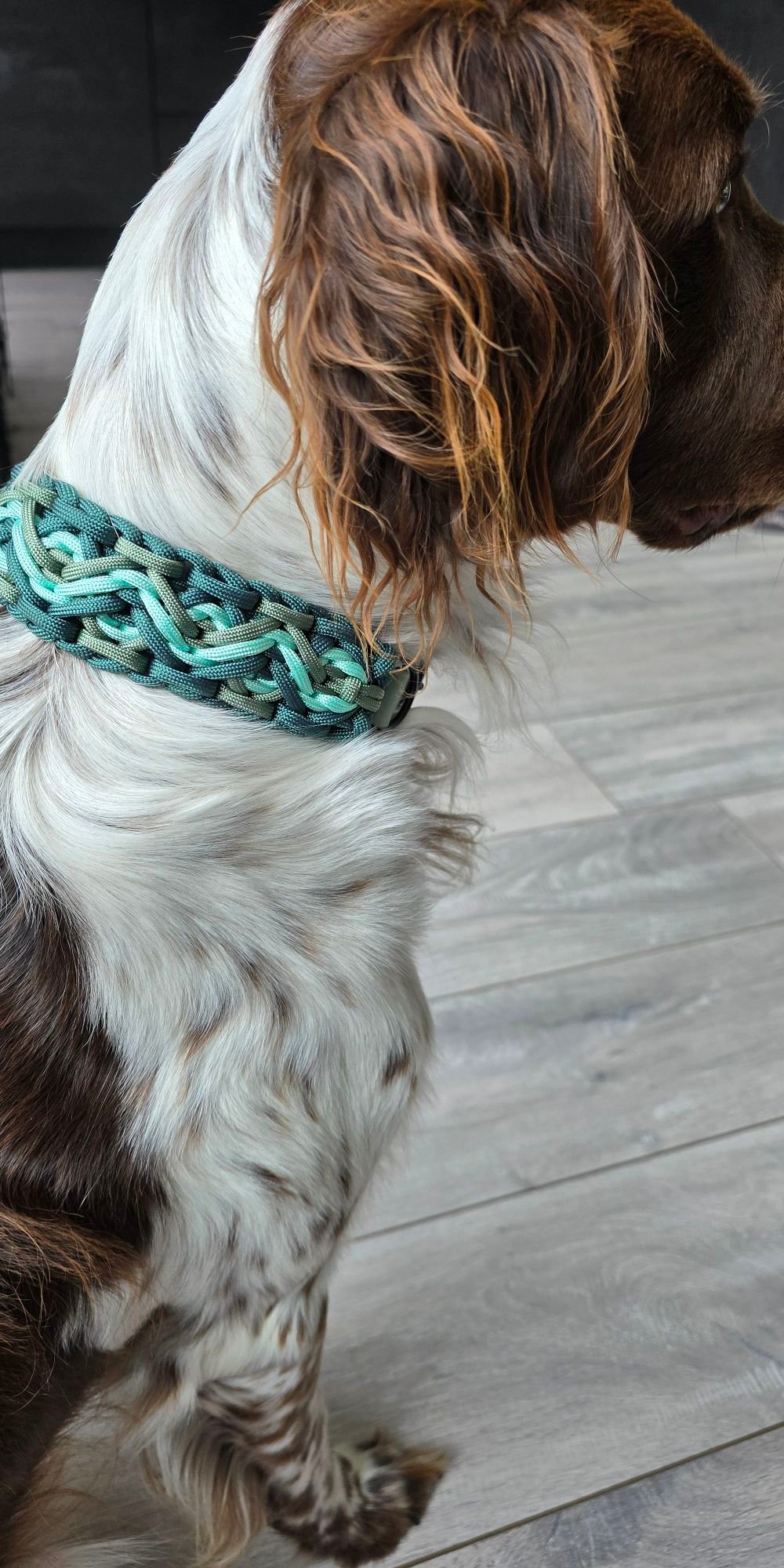 Fritz met een handgemaakte paracord halsband