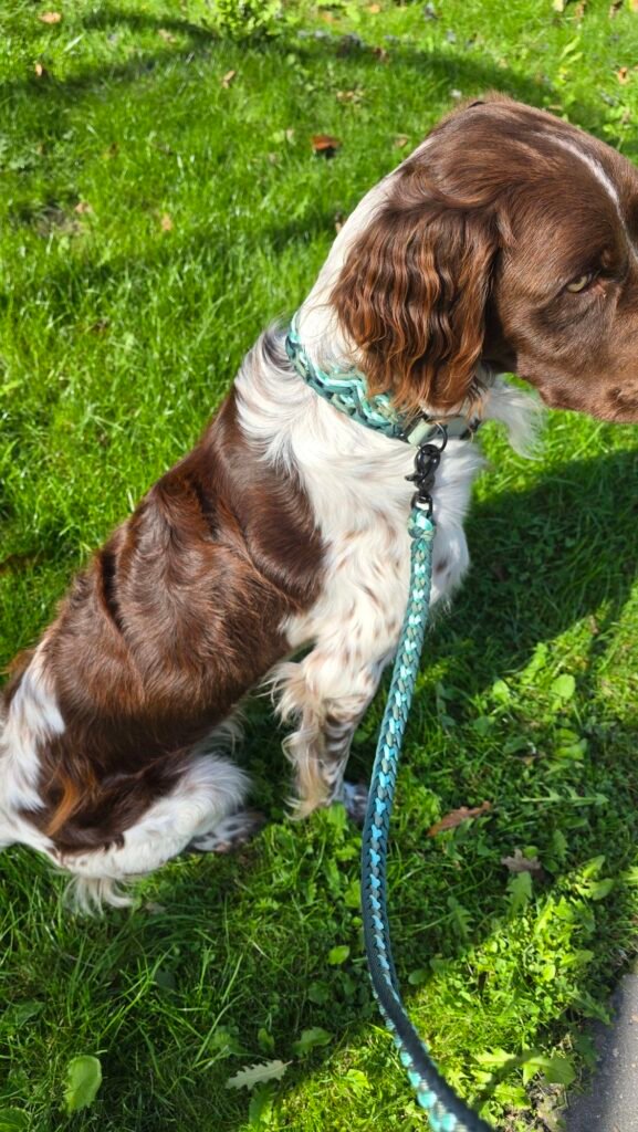 Fritz met paracord halsband Mystique Wutz en hondenlijn Kara Yatsu