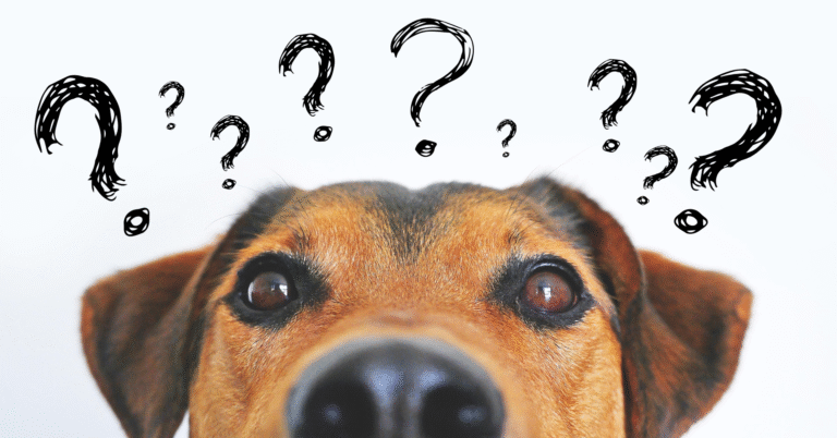 keuzestress halsband of hondenlijn samenstellen