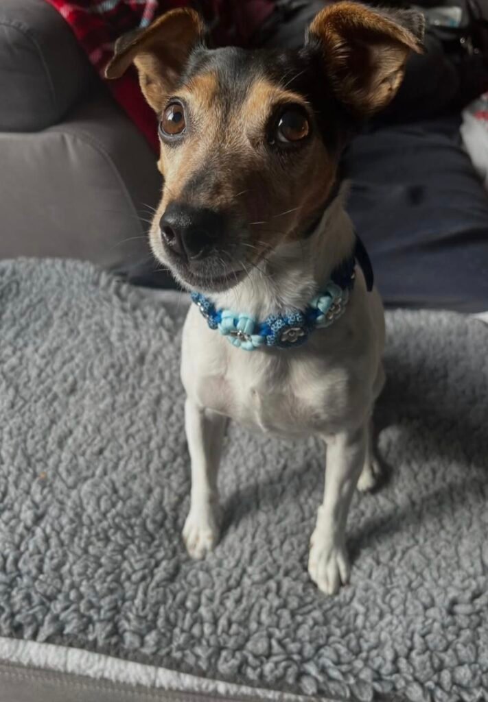 jack russell met blauwe paracord aztec sun bar halsband