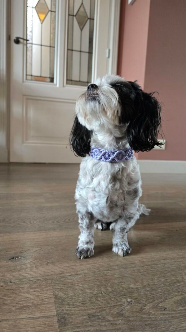 Lizzy met de boho dream halsband paracord elly's boho dream