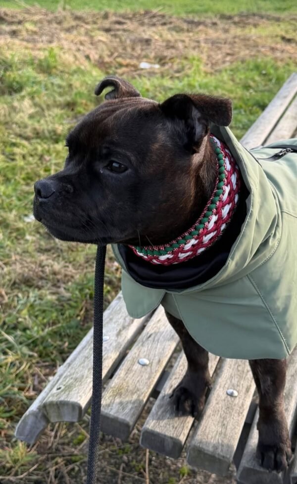 paracord halsband charlie's x factor kerst gedragen door Staffordshire Bull Terrier