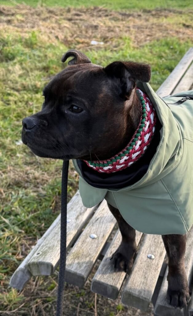 paracord halsband charlie's x factor kerst gedragen door Staffordshire Bull Terrier