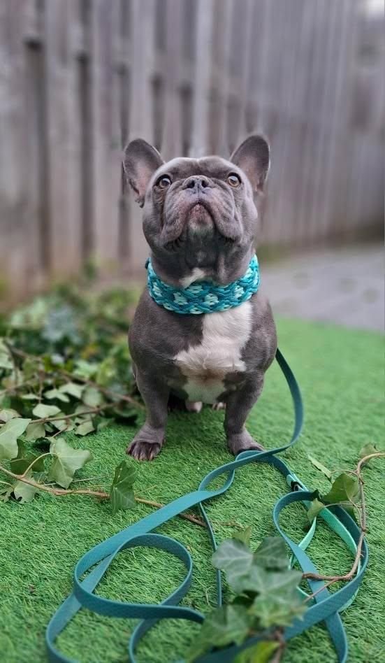 paracord halsband Alpenwutz