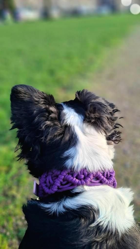 franse bulldog met boho paracord halsband paars