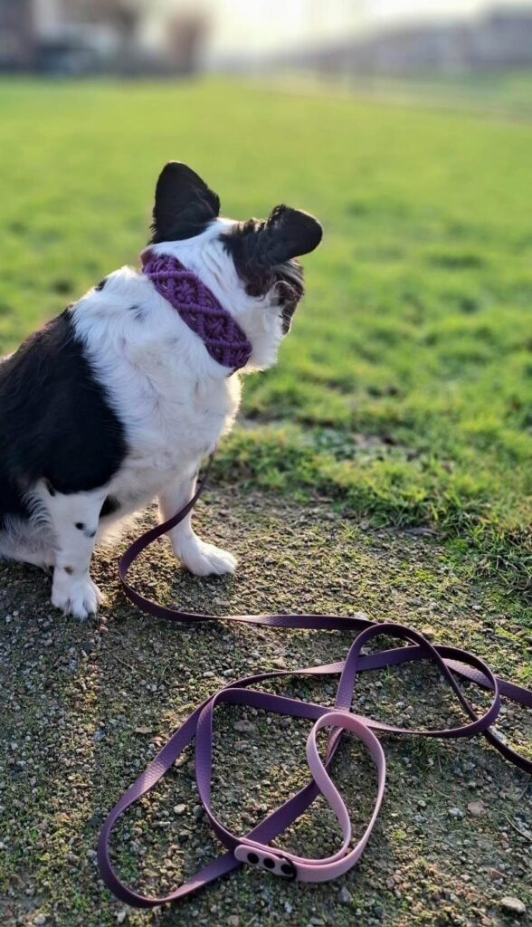Franse bulldog met boho paracord halsband