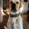 Beau met juno’s first impression labrador met juno's first impression paracord halsband