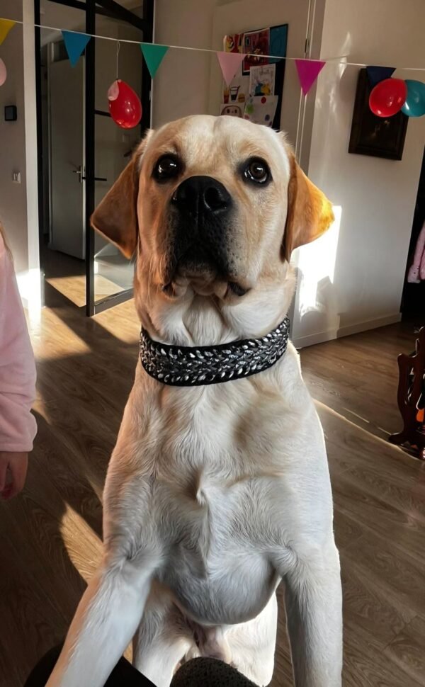 Beau met juno’s first impression labrador met juno's first impression paracord halsband