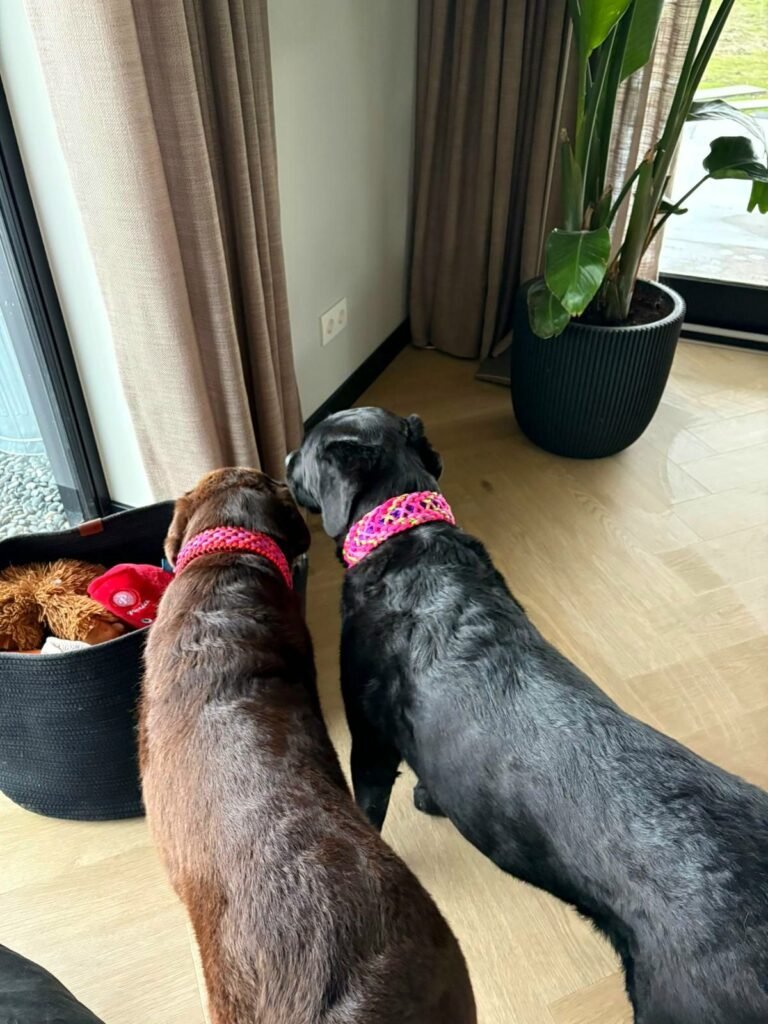 labradors met paracord halsbanden
