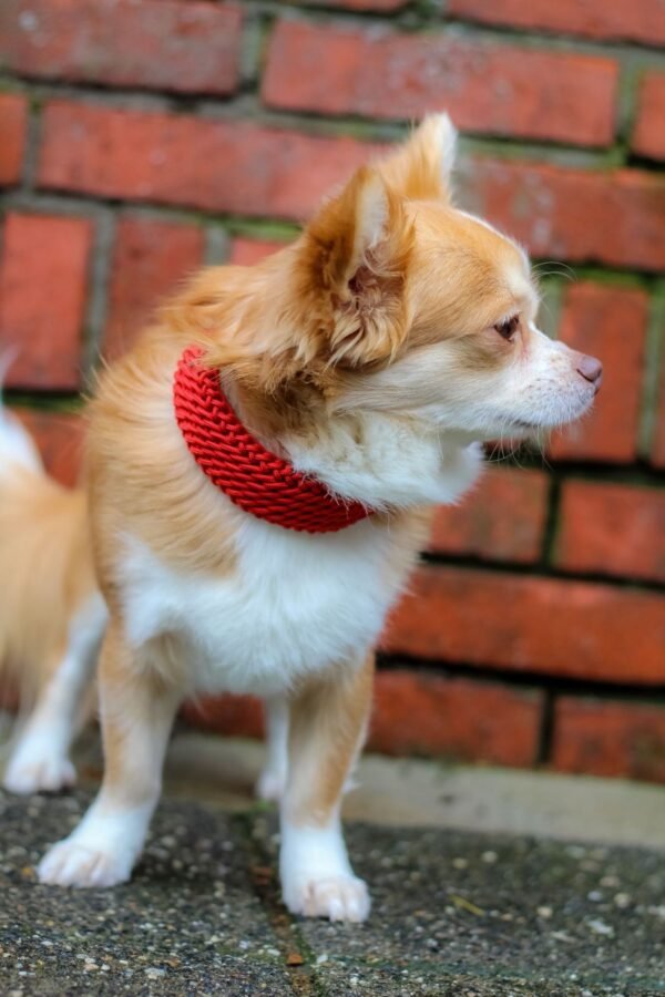 Chihuahua Teddy met Sugarcandy mini