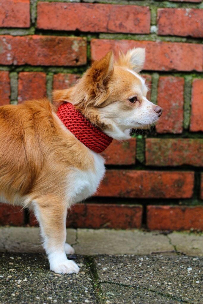 Teddy met mini sugarcandy