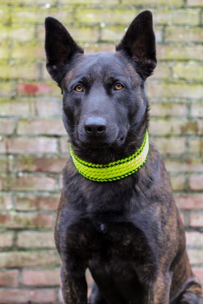 Devil met de Sugarcandy