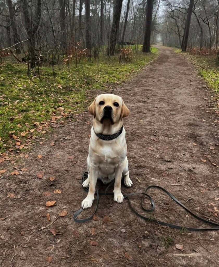 Beau met halsband en hexa lijn