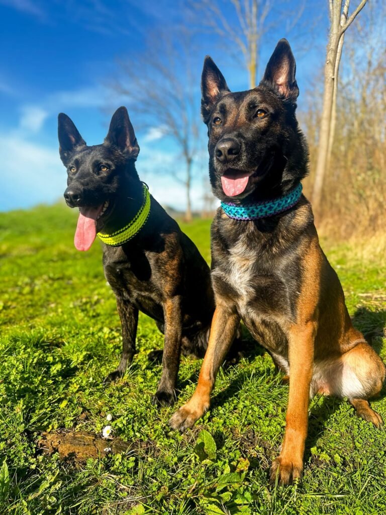 Nero met paracord halsband criss cross