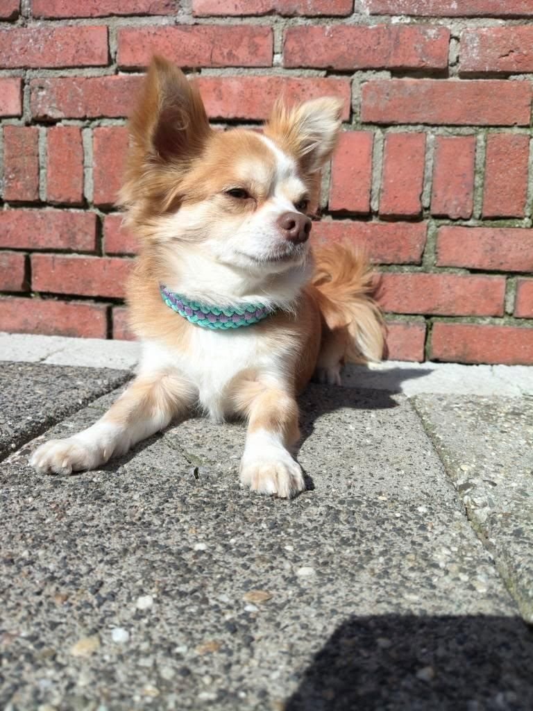 Teddy met paracord halsband Sanctified Covenant