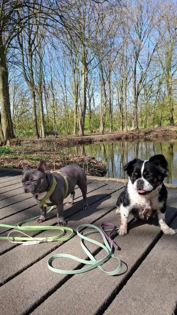 Kiwi en Lemon met hun nieuwe PawTex lijnen
