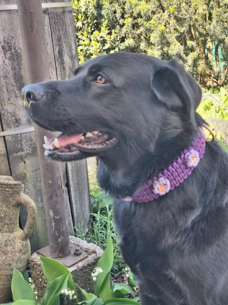 Sky met custom bloemenhalsband