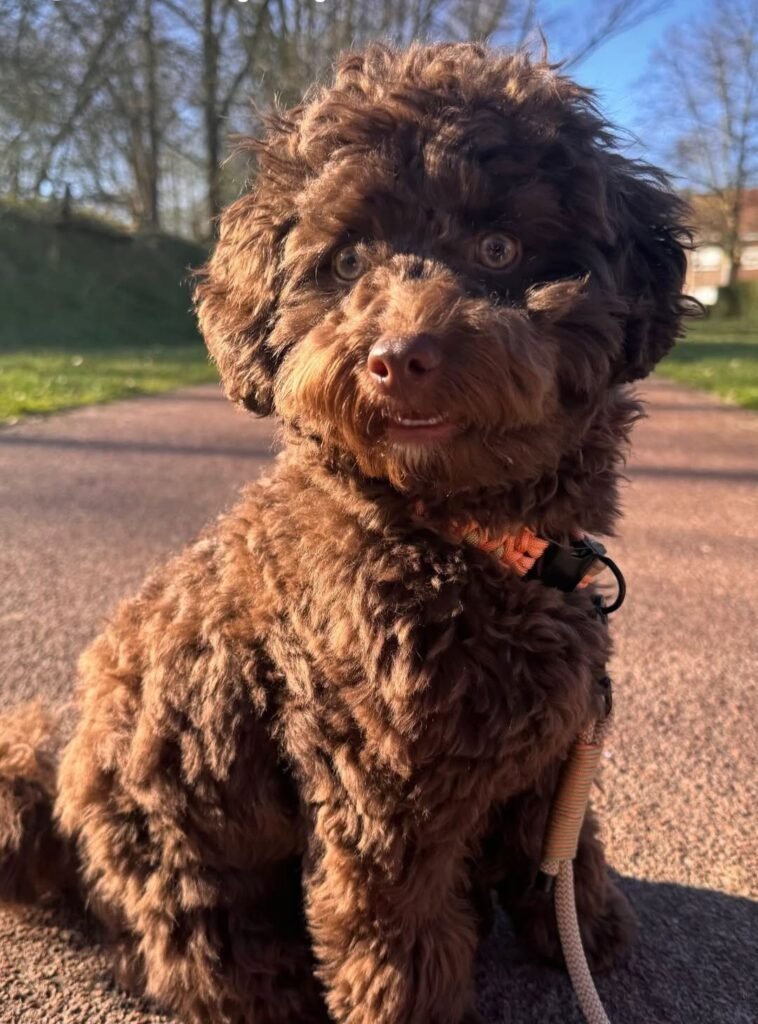 Louis met zijn nieuwe halsband en lijn