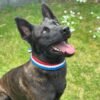 Devil met rood wit en blauw halsband Fan-Tastic 3 rijen