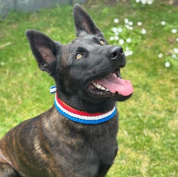 Devil met rood wit en blauw halsband Fan-Tastic 3 rijen