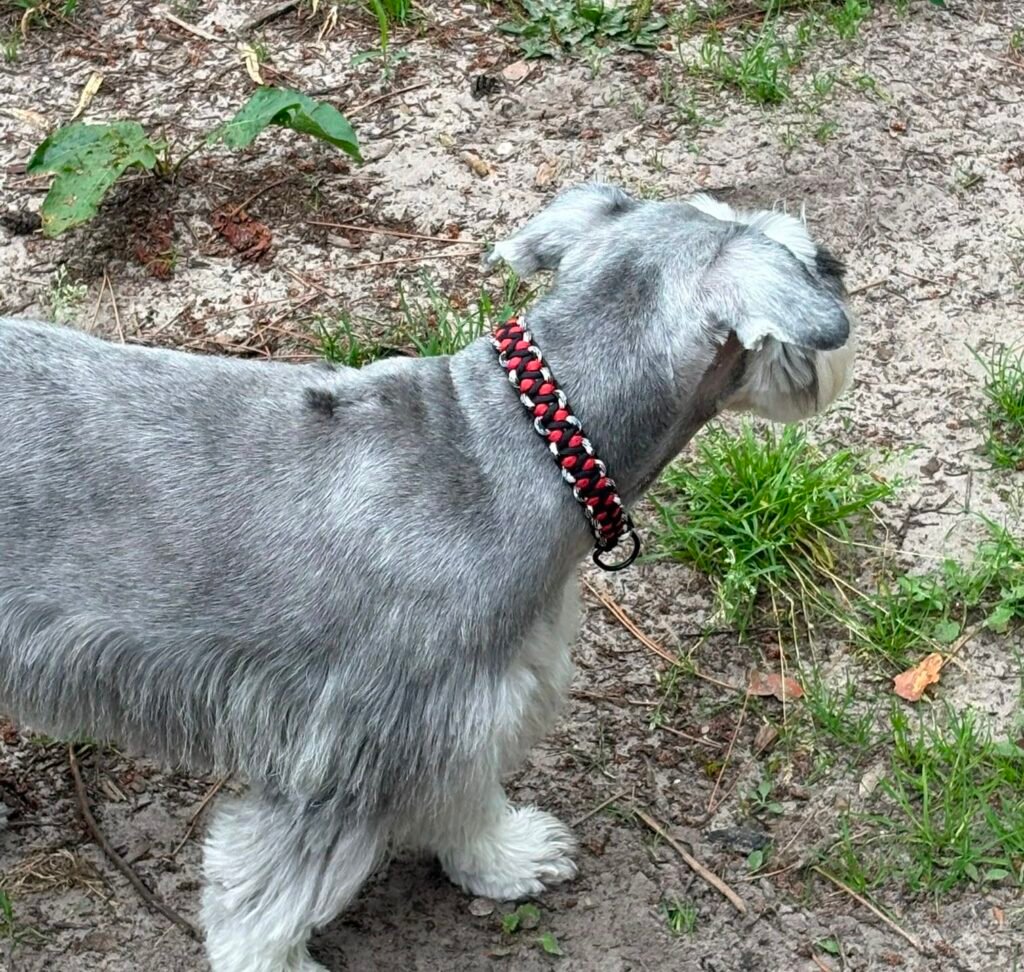 solomon dragon zwart rood wit dwergschnauzer