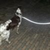 Reflecterende Hondenlijn 16 mm | Coated Webbing