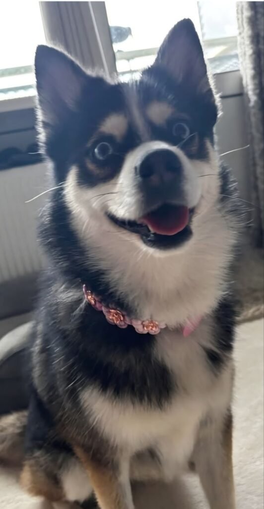 Proud Dog Annie Pomski Annie met bloemenhalsband